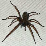 giant-house-spider1